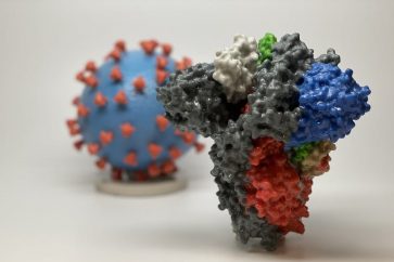 Les mutations de pointe du variant Epsilon contournent aussi les anticorps naturels qui surviennent chez l'homme après une infection à coronavirus.