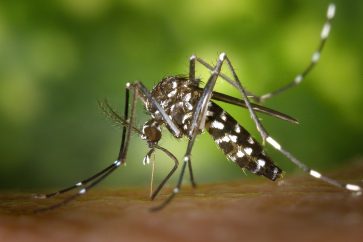 "Des drones ont été conçus pour transporter des moustiques infectés", selon Nebenzia.